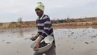 🌾🌾పొలంలో అడుగుమందు (D A P)) చల్లుతు🌾🌾