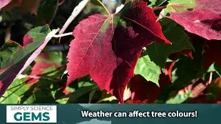 Why leaves change colour in autumn