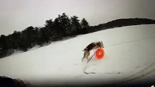 Michigan man's loyal dog helps MSP officer rescue him from icy waters