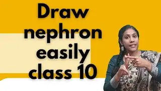 Drawing nephron diagram easily | class 10