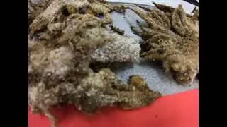 Scale insects