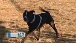 TN Sets Precedent In Animal Abuse Registry