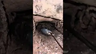 Hunting Mudcrabs