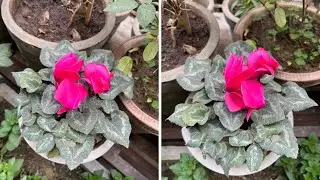 Yellow Leaves on Cyclamen Plant - Cyclamen Plant की leaves पीली हो रही है - Top growing tips