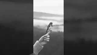 Beautiful Forest || Funny Animals Al || #animallovers #catlovers #doglover #comedys #viralvideo 😍💫