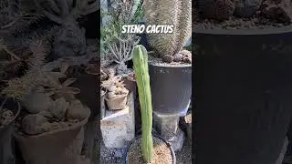 Stenocereus marginatus cactus, bagus..