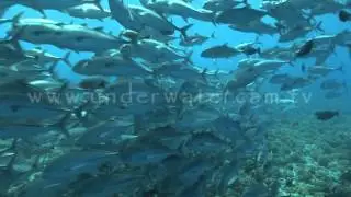 Big eye jack fish school, stock footage: sch013