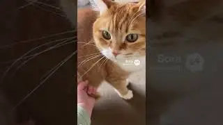Is This A Pull String Toy #cats #cat #cutecats #funnycats