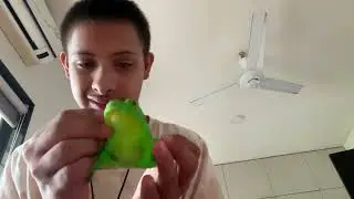 Facts on Bull Frog
