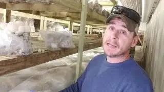 Oyster Mushroom Cultivation- Tricks of the Trade/Updates