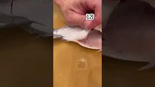 How to cut fish? -Black snapper- #fish #cutfish #sushienya