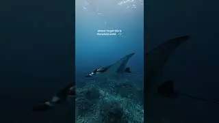 Almost forgot this is the whole point 🌊💙 #ocean #hawaii #marinelife #dolphins #freediving