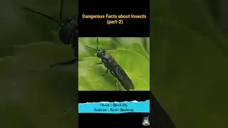 How this pretty insect can kill you in an instant