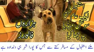 Meet Boji Istanbul's commuter dog | street dog becomes social media sensation #boji #Istanbul#Turkey