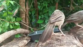 Dawn Chorus and Babbler Breakfast Synchronicity