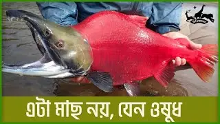 অ্যাটলান্টিক স্যালমন ওষুধের মতো কার্যকর পুষ্টিগুণে ভরপুর | Atlantic salmon | Fish cutting videos