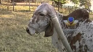 Seu Juarez cria uma vaca da raça Gir pura que tem longos chifres