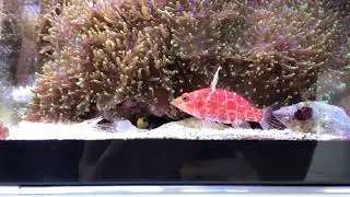 Plectranthias inermis hunting feeder shrimps