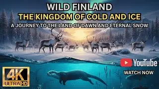 FINLAND'S WILDLIFE | THE FIGHT FOR SURVIVAL | FULL DOCUMENTARY