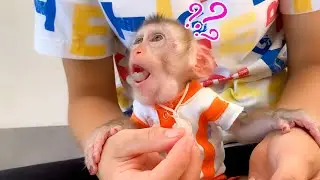Monkey Puka eating fruit looks so cute