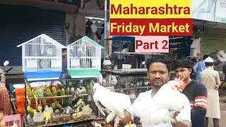 महाराष्ट्र शुक्रवार पक्षी बाज़ार सबसे सस्ता दाम (भाग 2) || Maharashtra Friday Birds Market (P2)