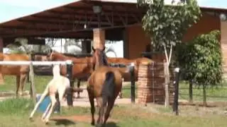 Lote 12   Shamelly san jay