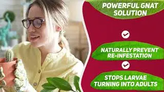 Fungus Gnat Killer Powder 250G Diatomaceous Earth Formula for Effective Fungus Gnat Control