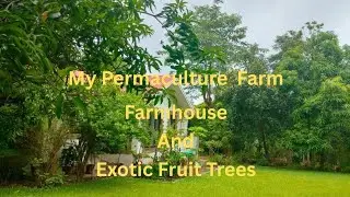 My Permaculture Farm, Farmhouse  And Exotic Fruit Trees..🫠💚