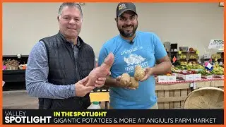 Potatoes, Turnips and Parsnips Oh My! at Angiuli's