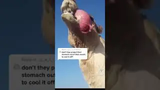 Can camels pull their stomach out of their mouth? Fact check