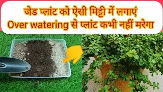 🔴 इस soil mix में लगाएं जेड प्लांट Over watering से जेड कभी नहीं मरेगा  || Jade plant soil mix 🌿