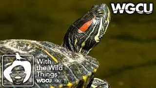 Red Eared Slider Turtle | With The Wild Things feat. Dr. Jerry Jackson