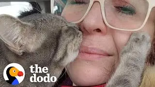 Clingy Cat Becomes Local Celebrity | The Dodo