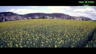 Xiro Drone  Canola flowers in Germany.(4K)