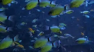 Pacific Divers - Inside of the Steel Wreck in Sabang, Puerto Galera