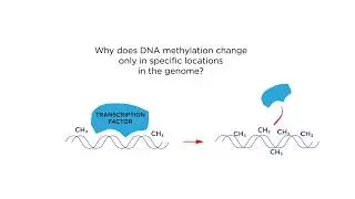 Einstein Center for Epigenomics: Epigenetics of aging study