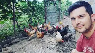 BOZ SAU MOTORINĂ?