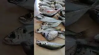 pesca em Portugal Algarve 🎣🇵🇹