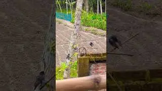 local birds 🐦🐦🐦