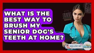 What Is The Best Way To Brush My Senior Dog's Teeth At Home? - Ask A Pet Vet