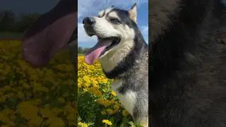 Funny And Cute Husky #shorts #husky #funnyvideo #cute #funnyhusky #funnyanimals