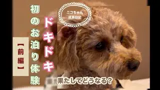 【トイプードル】ドキドキ初のお泊り体験『前編』
