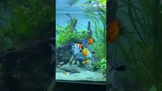 Koi angelfish and discus feeding time #shorts