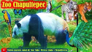 Zoológico de CHAPULTEPEC 2020 🐼 Experiencia Inolvidable 🐯 🐒  Hermosos animales 🐫