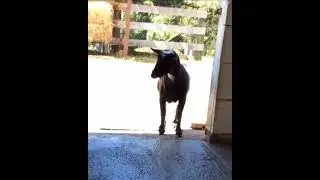 get baAaAaAck goat language