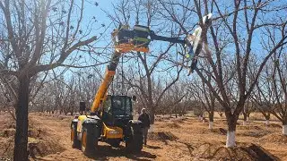 L'&eacute;lagage des arbres avec chargeur t&eacute;lescopique | Multiporteur HXF 3302 et Lamier LRS 2402