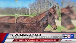 ANNA Shelter director highlights intensive care needed for 50 rescued animals