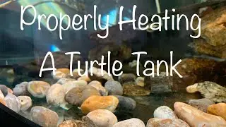 How To Properly Heat A Turtle Tank| Turtle Tank Setup | Turtle Heating