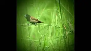 tri coloured munia