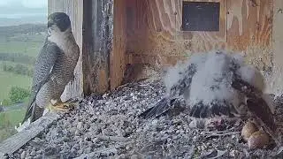 FalconCam Project  2021-11-12 Day 36